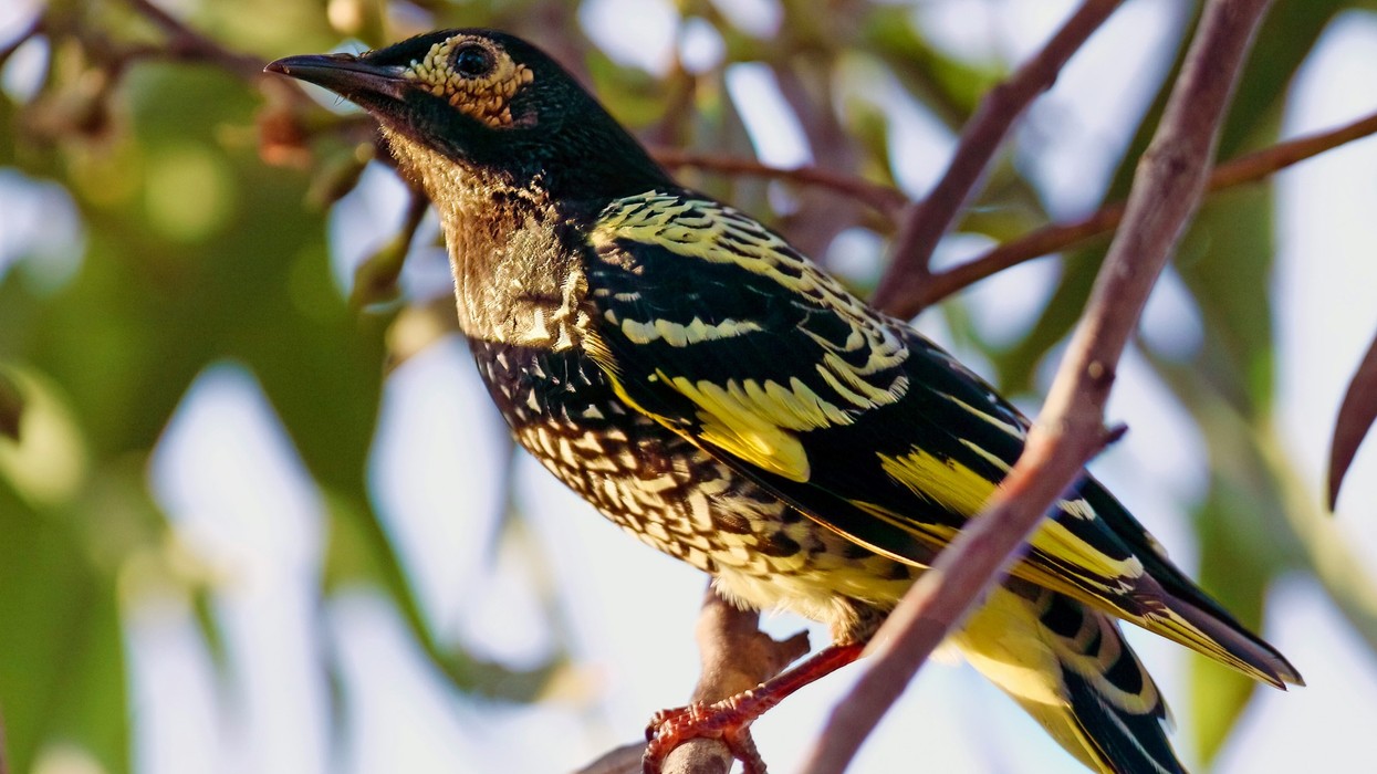 A bird with black and yellow feathers