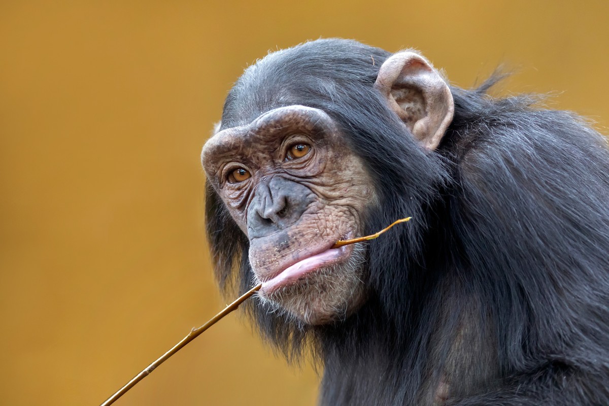 A close shot of a chimp