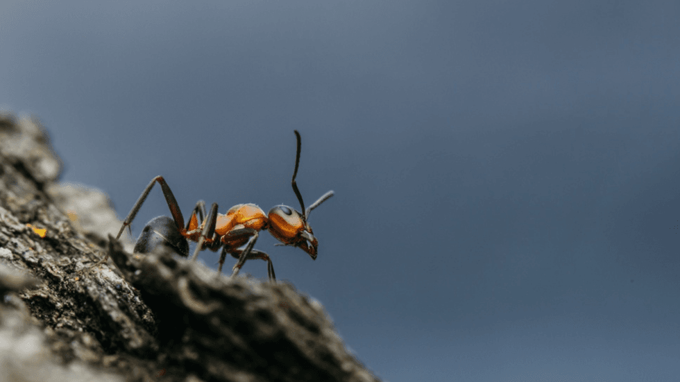 a close up of a bug