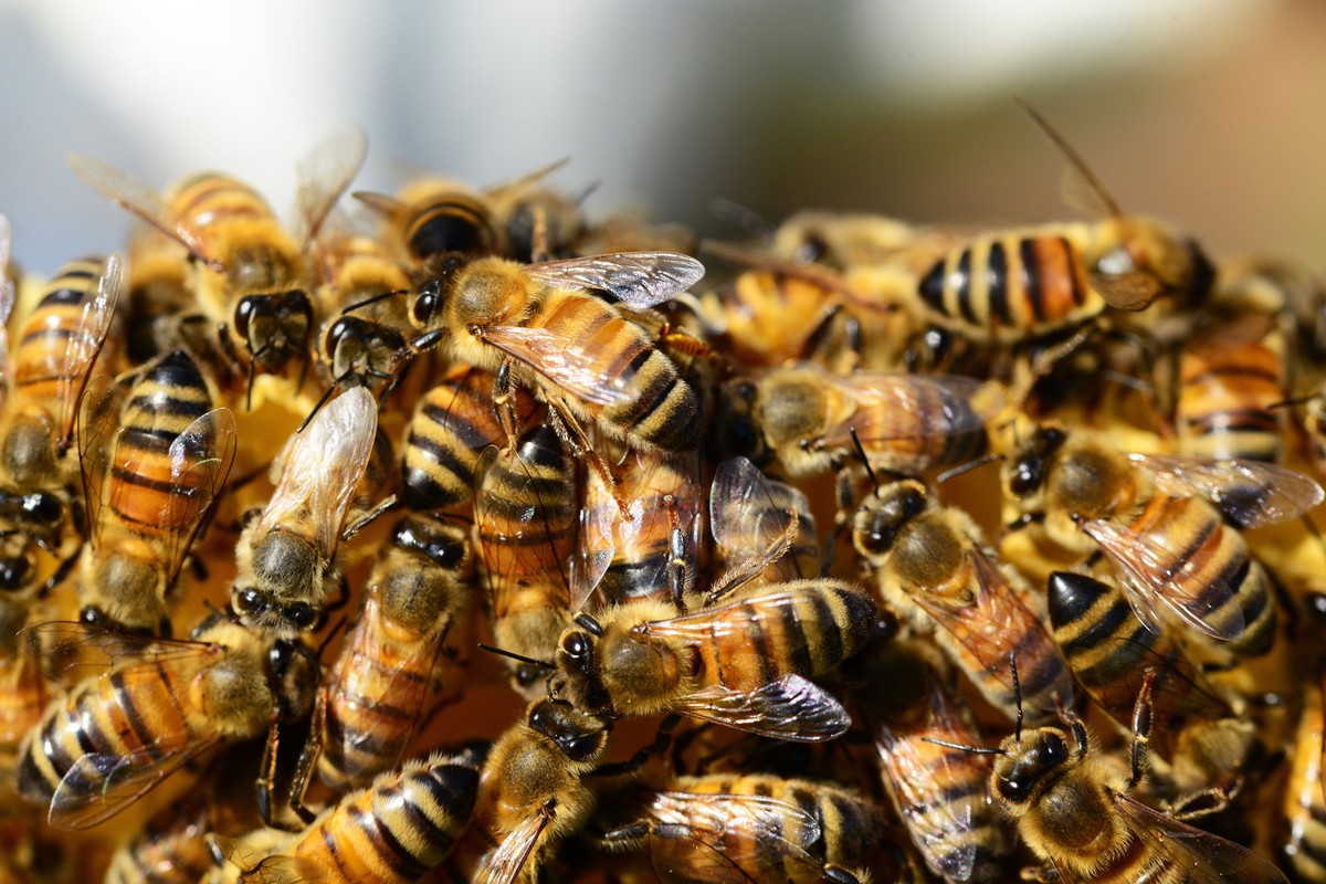 A close up of a group of bees
