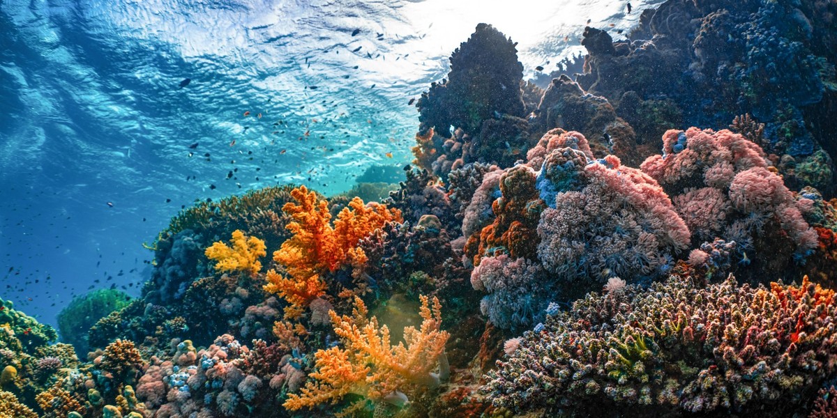 A coral reef underneath the ocean