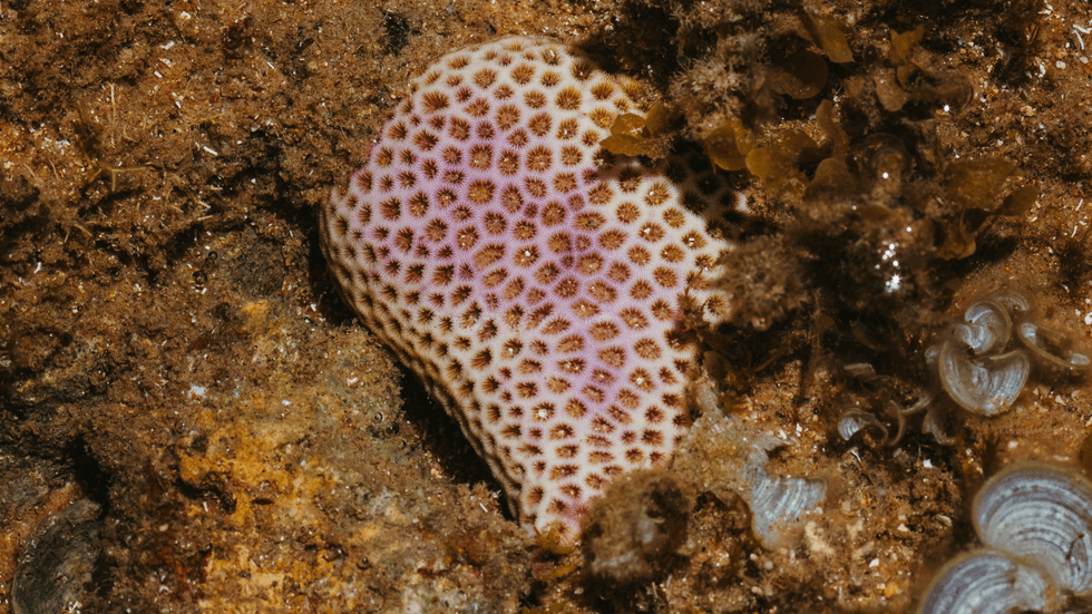 A curious looking sea creature