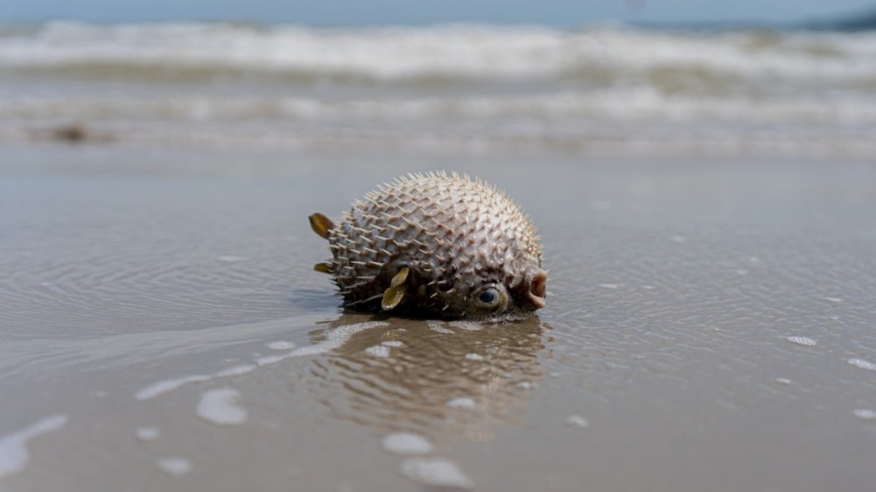 A dead puffer fish lies on its head