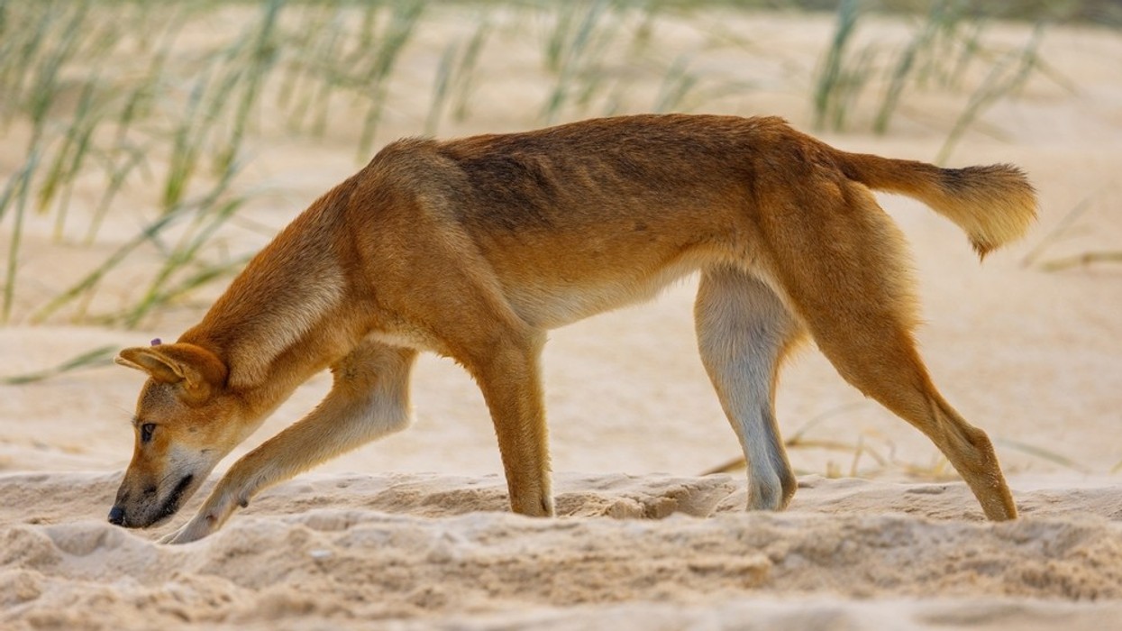A dingo dog