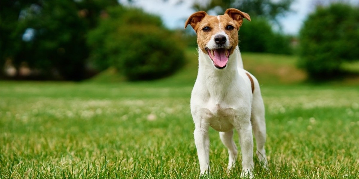 A dog standing on grass