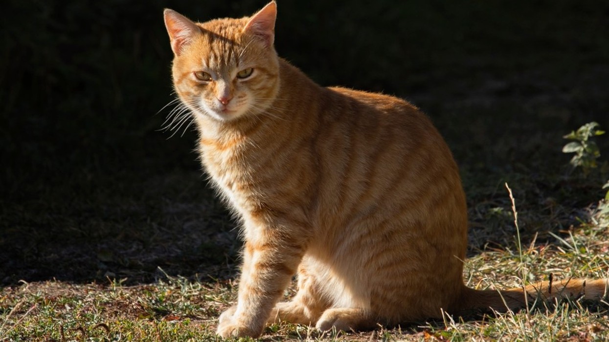 A ginger cat in the sunshine