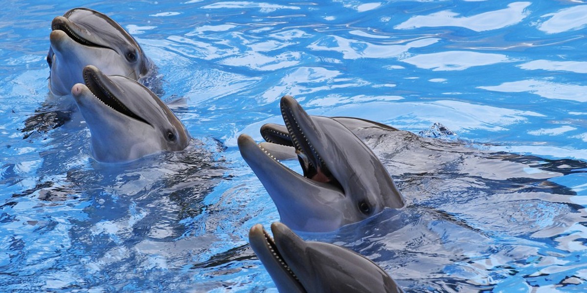 A group of dolphins