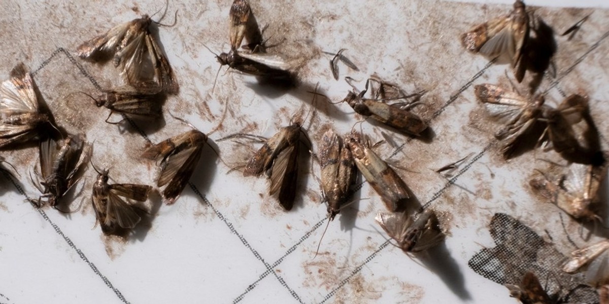 A group of moths on the ground