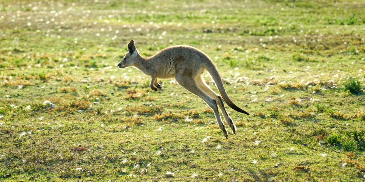 A kangaroo jumping on grass
