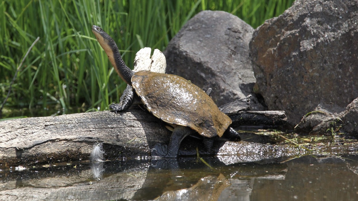 A little turtle in a pond