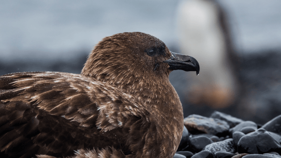 A sea bird sitting on a nest