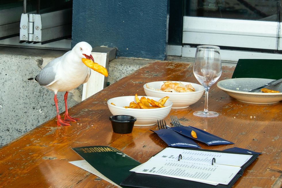 A seagull steals a chip at a cafe