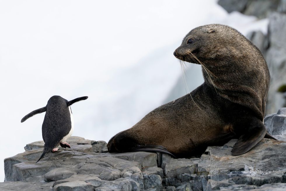 A seal and a small penguin