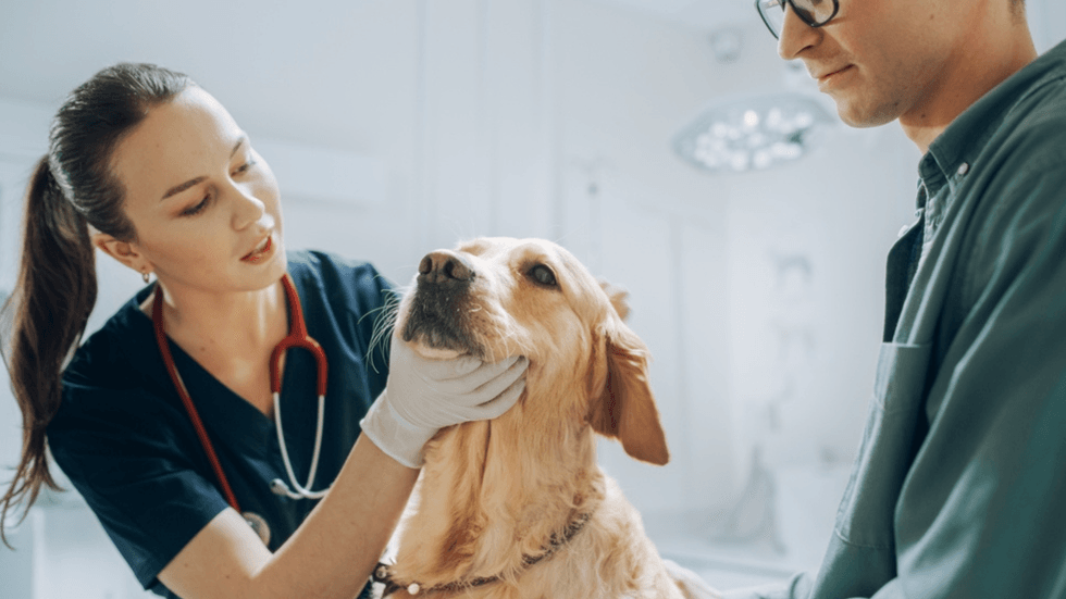 A woman vet looks at a dog's teeth as a colleague looks on.