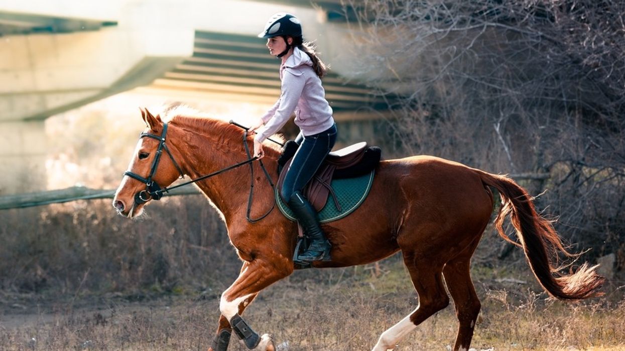 A young girl on the back of a chestnut horse