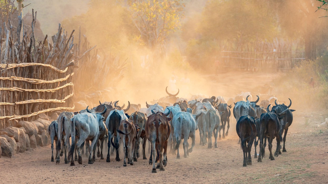 Cattle with horns walking along a dusty path