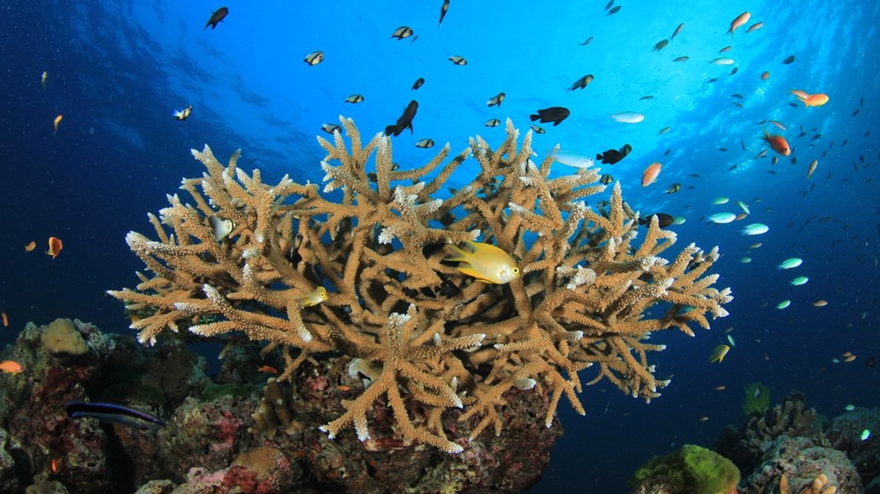 Coral with fish
