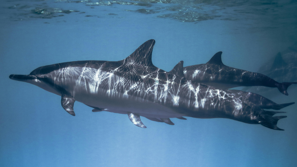 dolphins swimming in the ocean