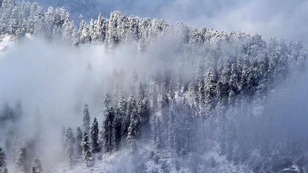 Image of Himalayan mountainside with pine trees covered in snow.
