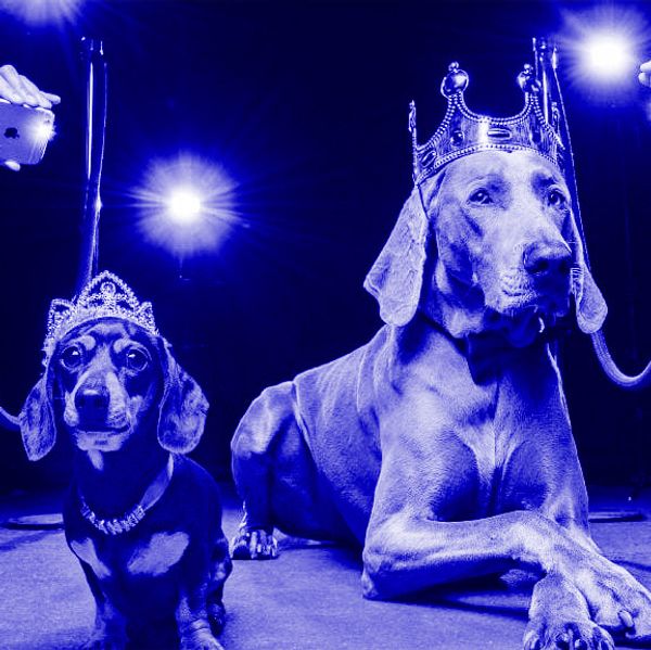 The next wave of influencers will be four-legged