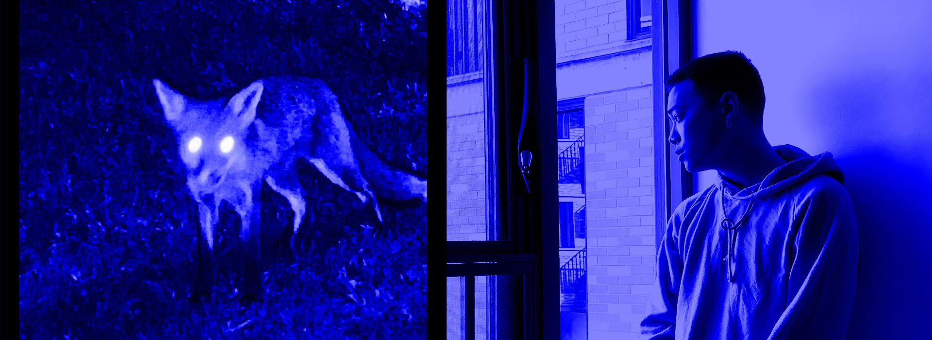 Frankie's back: My campus COVID-19 consolation