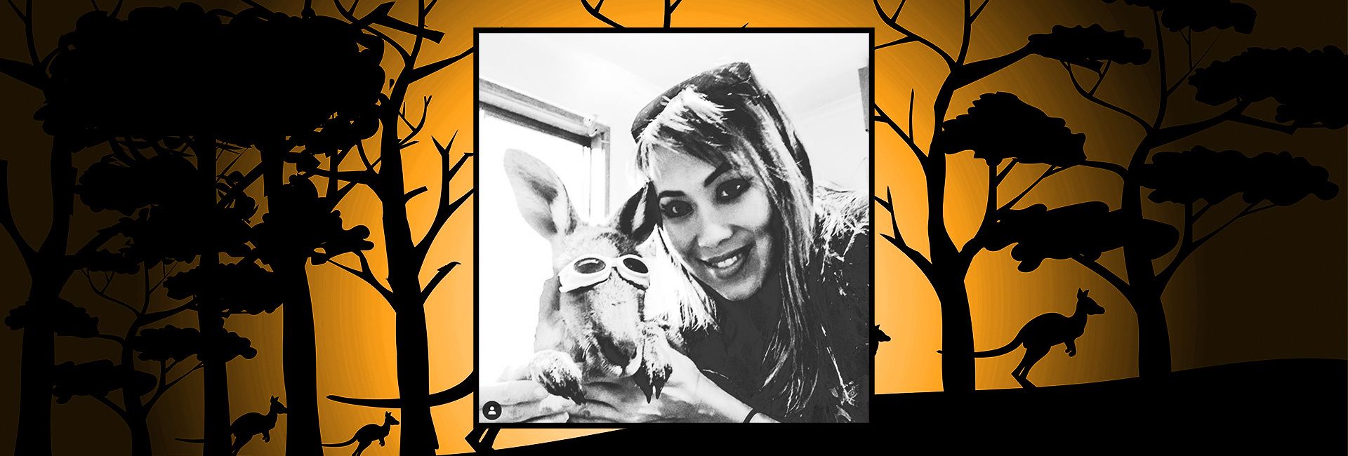 Sydney volunteers offer burnt kangaroos 'second chance'