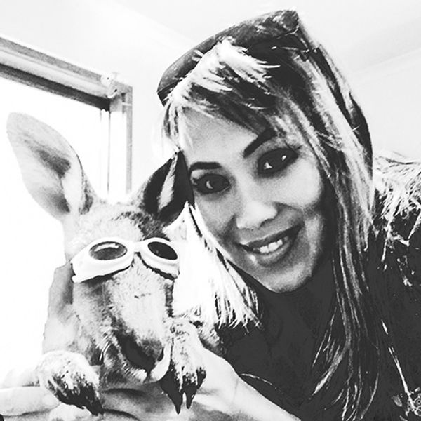 Sydney volunteers offer burnt kangaroos 'second chance'