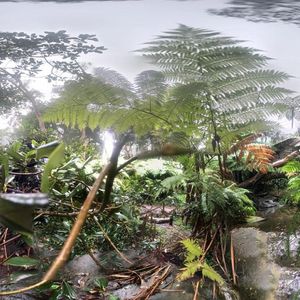 360 image of bushland on the Beaches Link tunnel route.