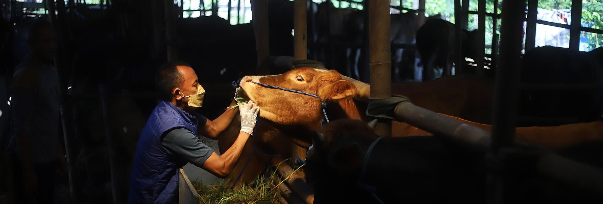 How a festival turbo-charged Indonesia's foot and mouth crisis