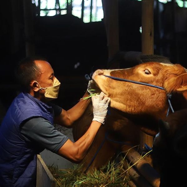 How a festival turbo-charged Indonesia's foot and mouth crisis