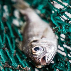 Small fish captured in a green mesh fishing net.