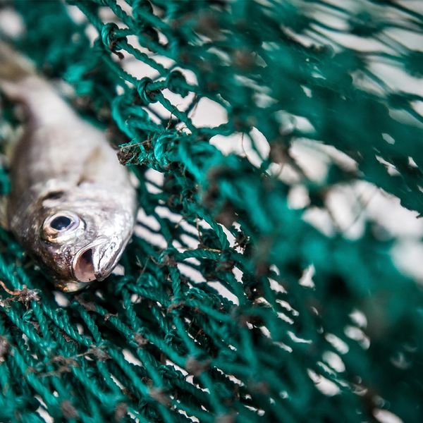 360: How you think about fish could save the world