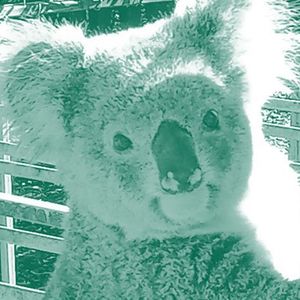 Wide image of koala eating seedlings in a nursery with a closeup inset image of a koala holding a tree trunk.