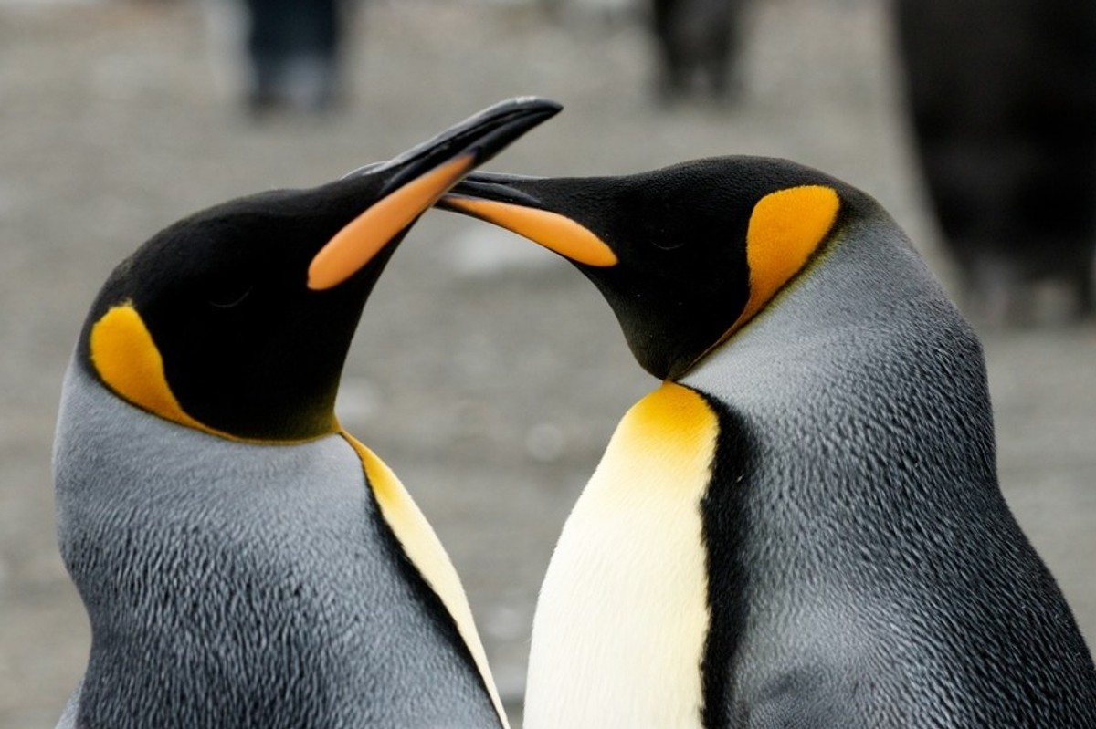 Endangered penguins, a blockade and an almost royal visit