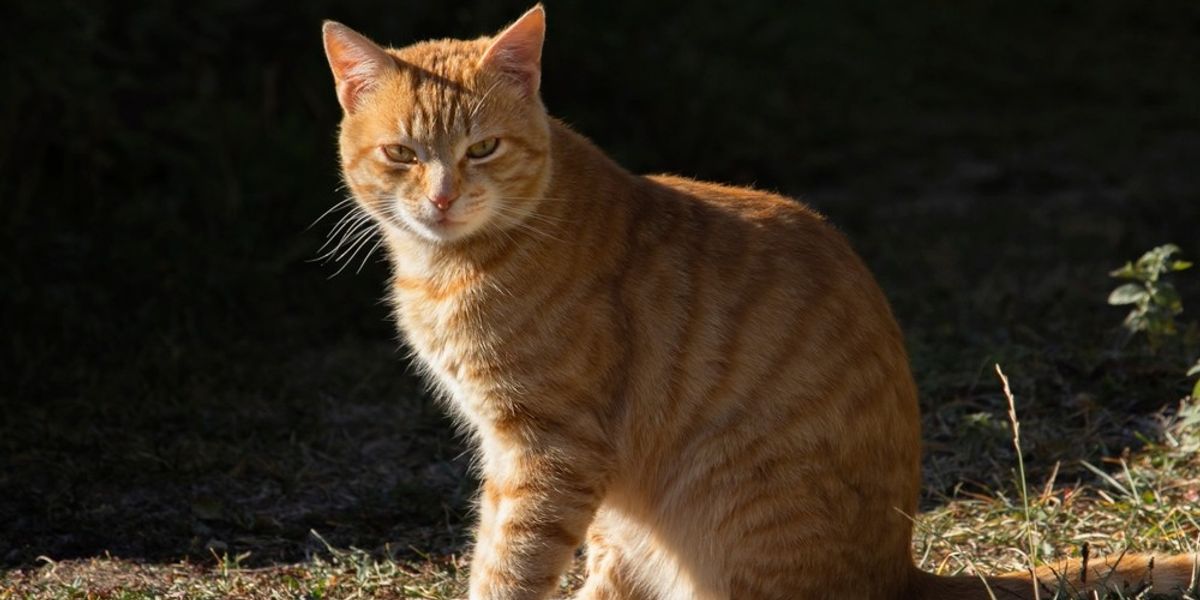 World Cup kick off, Middle East peace deal and a naughty cat