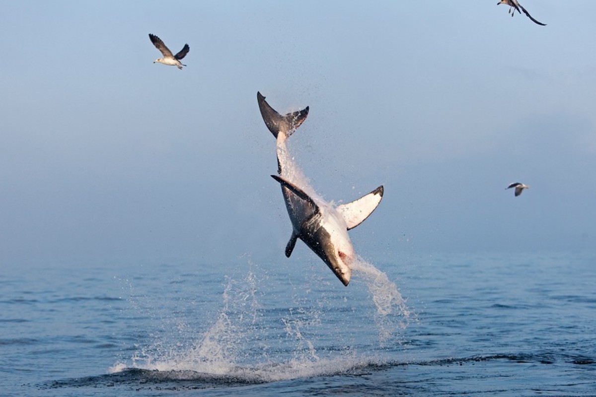 Shark bites are rising but is culling the answer – All Caught Up podcast