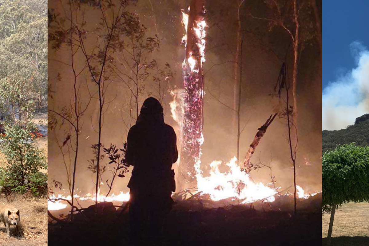 What we learnt from the Black Summer bushfires