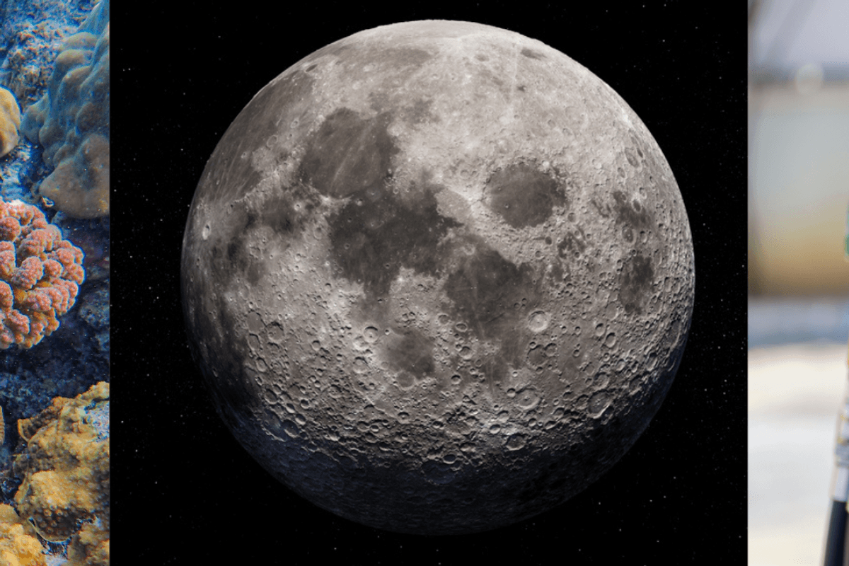 Nasa to the moon, scrapped surcharges and baby corals