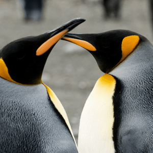 A pope, two penguins and ships filled with containers out at sea.