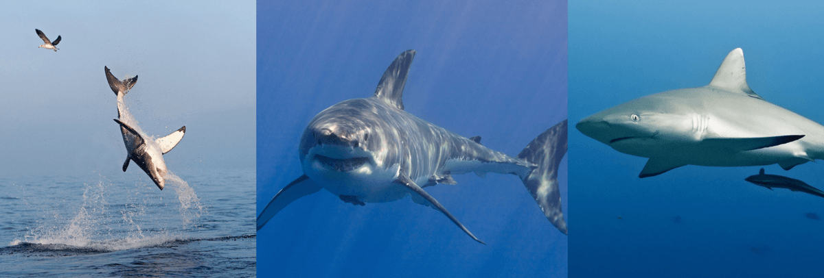 Shark bites are rising but is culling the answer – All Caught Up podcast