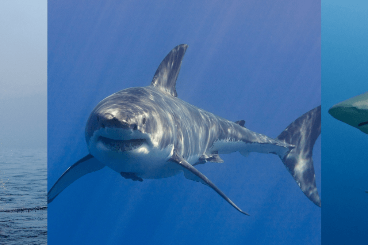 Shark bites are rising but is culling the answer – All Caught Up podcast