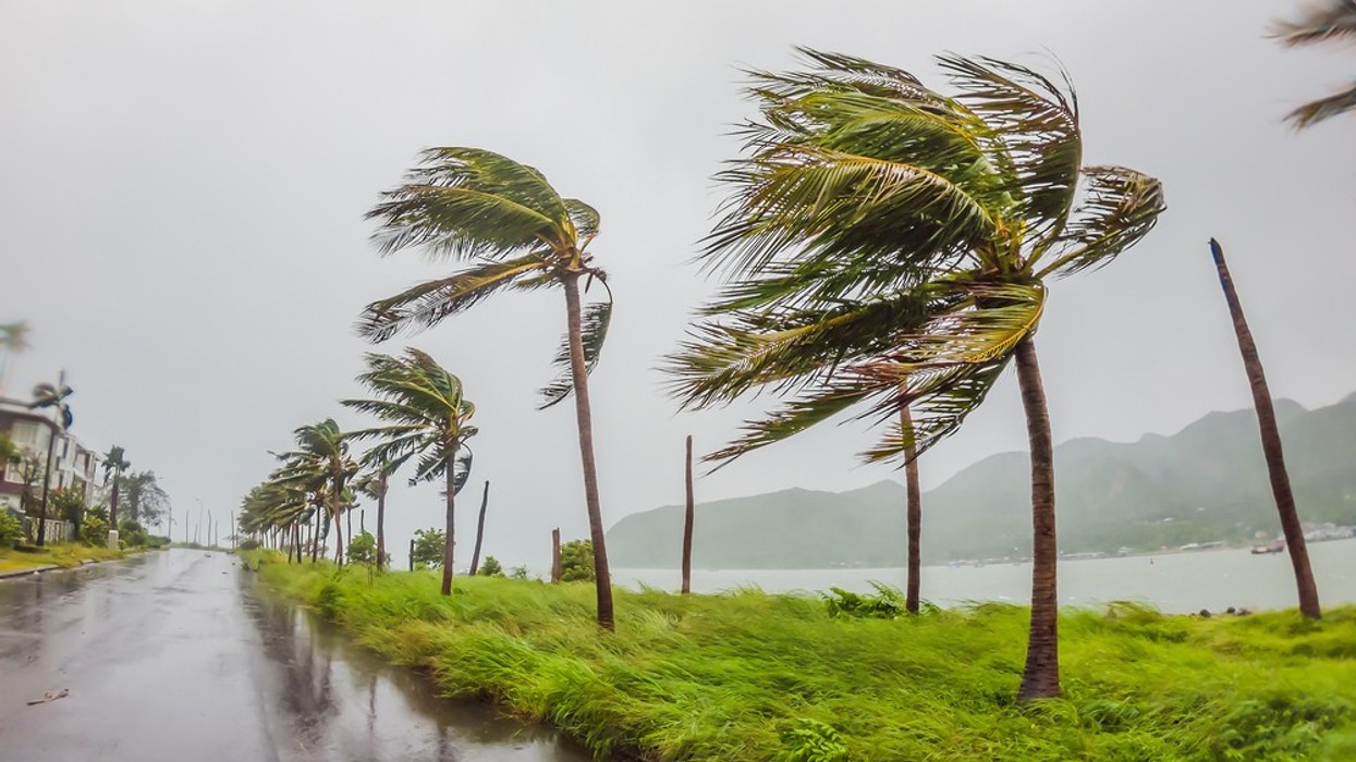 Palm trees blowing sideways in a storm.