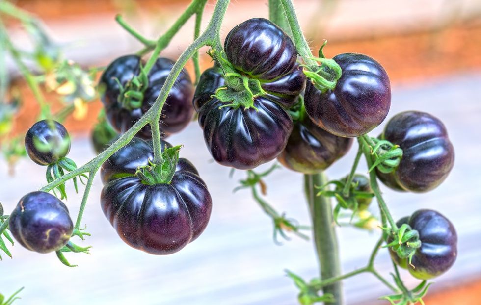 Purple tomatoes