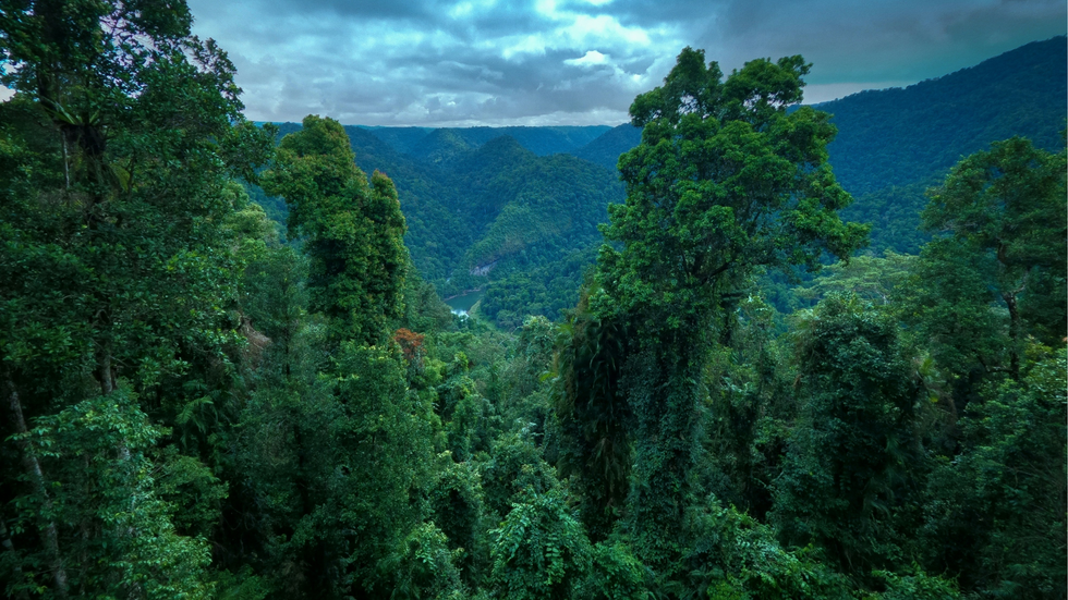 Rainforest