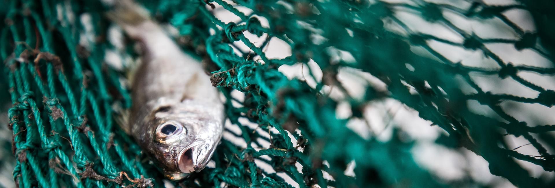 Small fish captured in a green mesh fishing net.