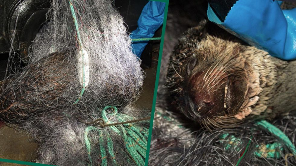Split image of a tangled fishing net and the bycatch inside it, a dead seal.