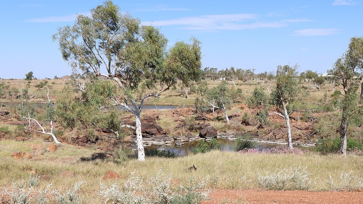 The bush with a small pond and trees