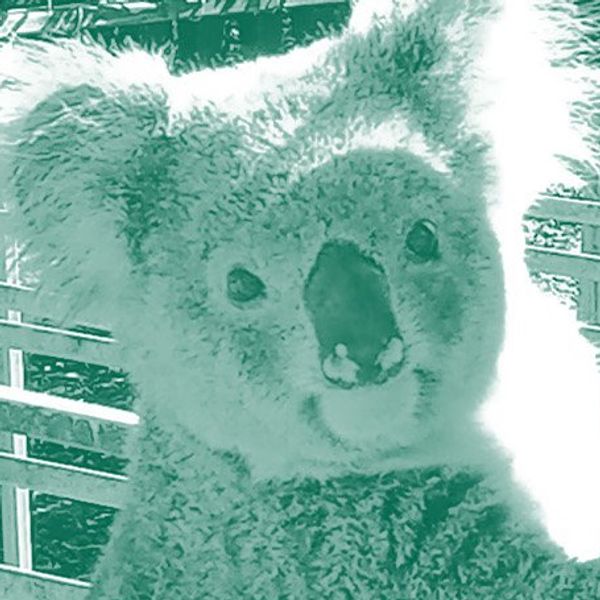 Wide image of koala eating seedlings in a nursery with a closeup inset image of a koala holding a tree trunk.